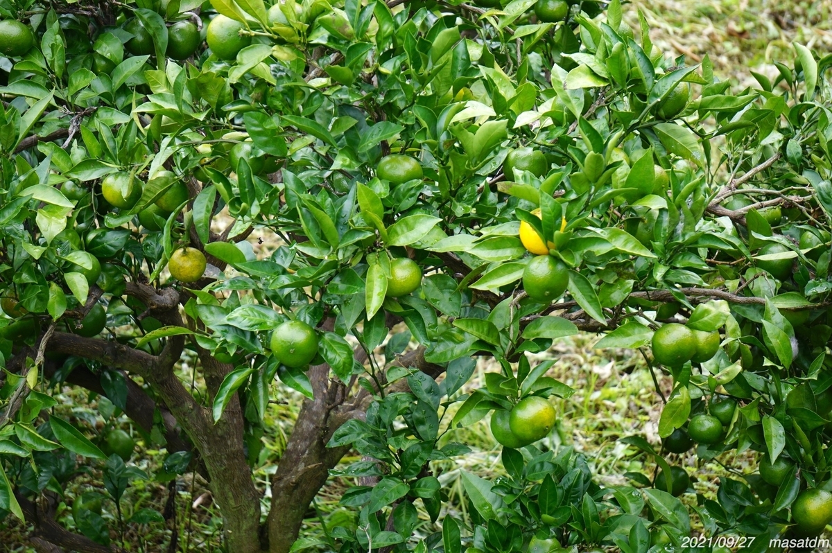 f:id:masatdm1951:20210927204625j:plain