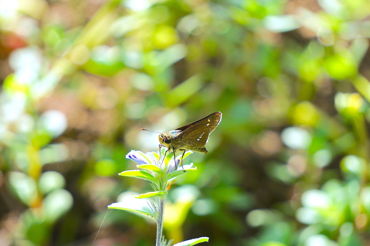 f:id:masatdm1951:20210929145056j:plain