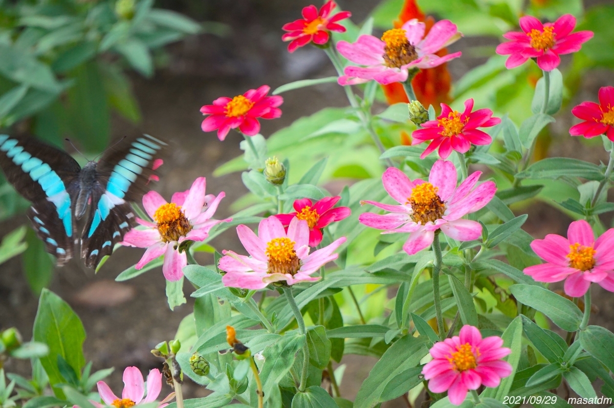 f:id:masatdm1951:20210929215244j:plain