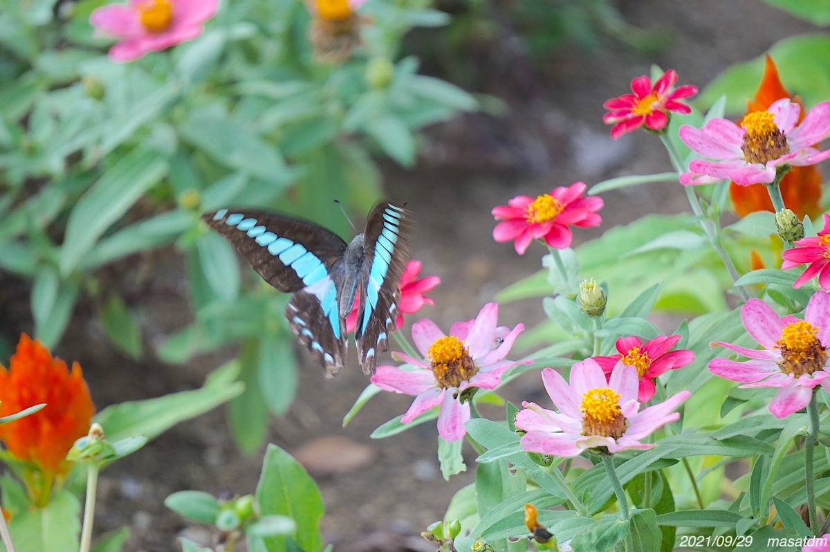 f:id:masatdm1951:20210929215252j:plain