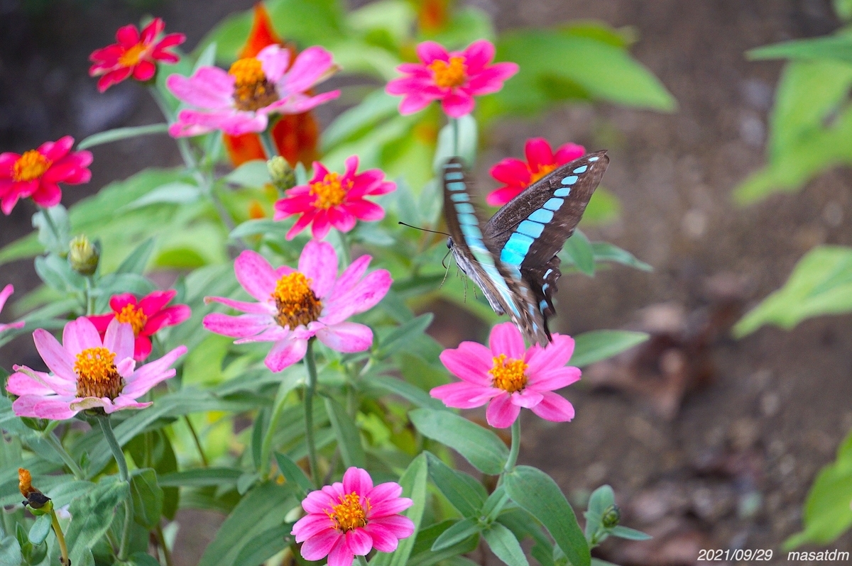 f:id:masatdm1951:20210929215308j:plain