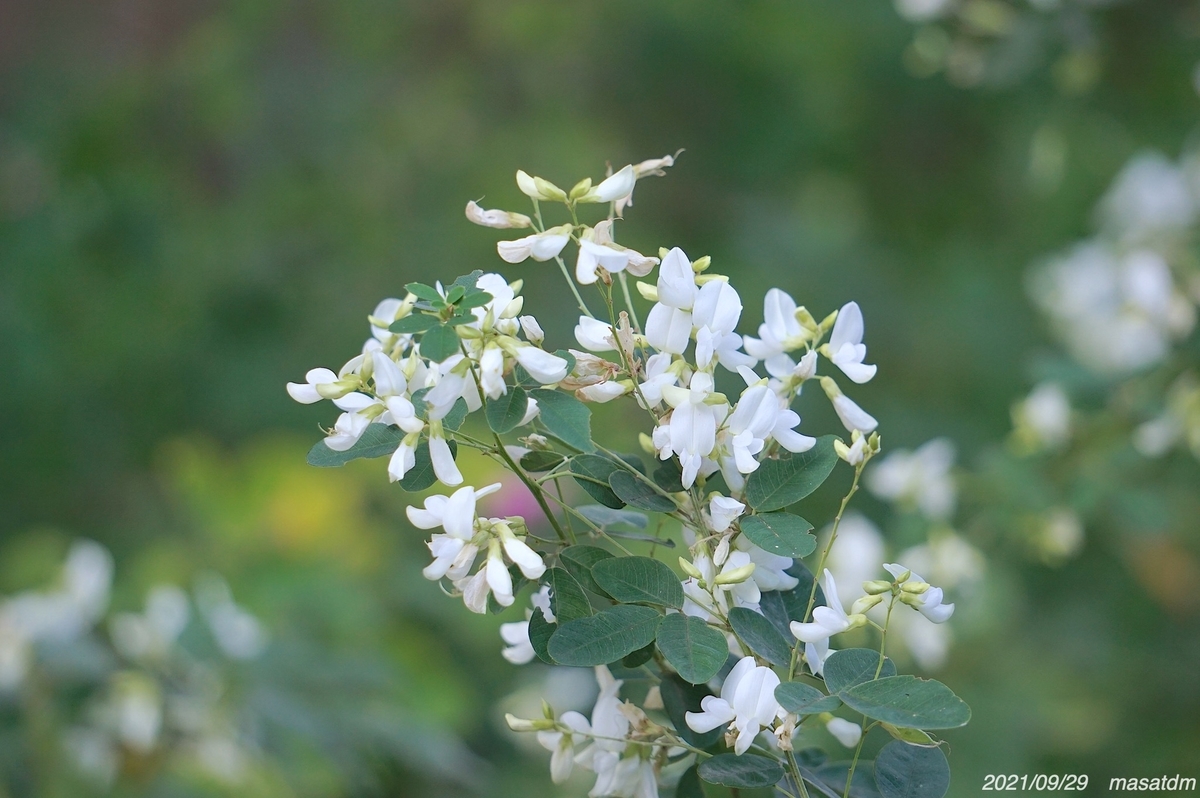 f:id:masatdm1951:20210929215340j:plain