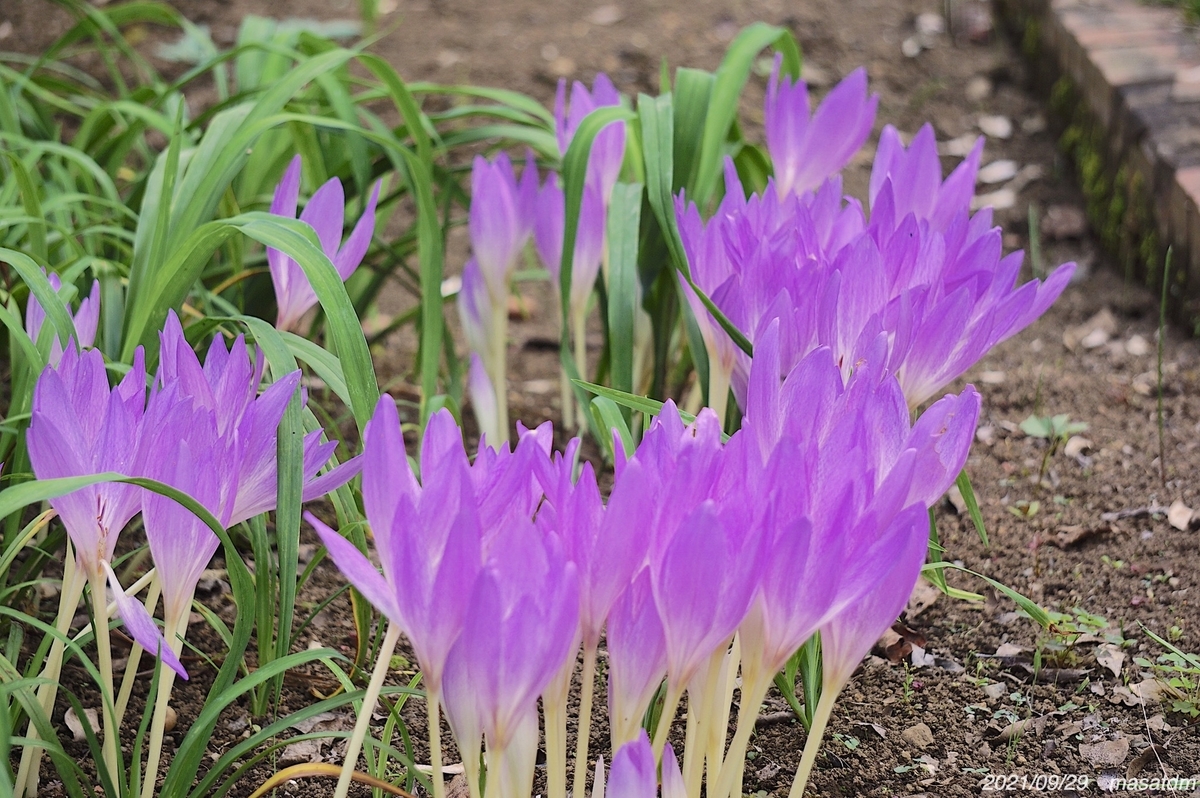 f:id:masatdm1951:20210929215353j:plain