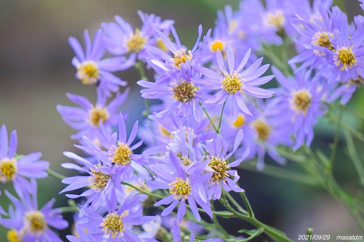 f:id:masatdm1951:20210929215400j:plain