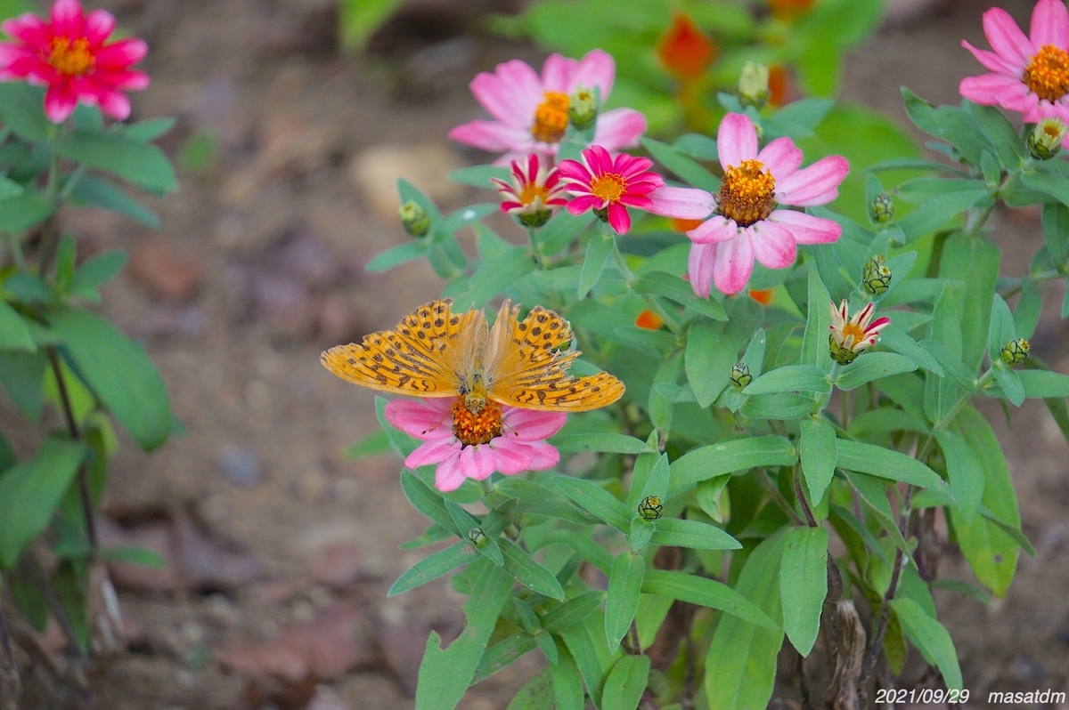 f:id:masatdm1951:20210929215409j:plain