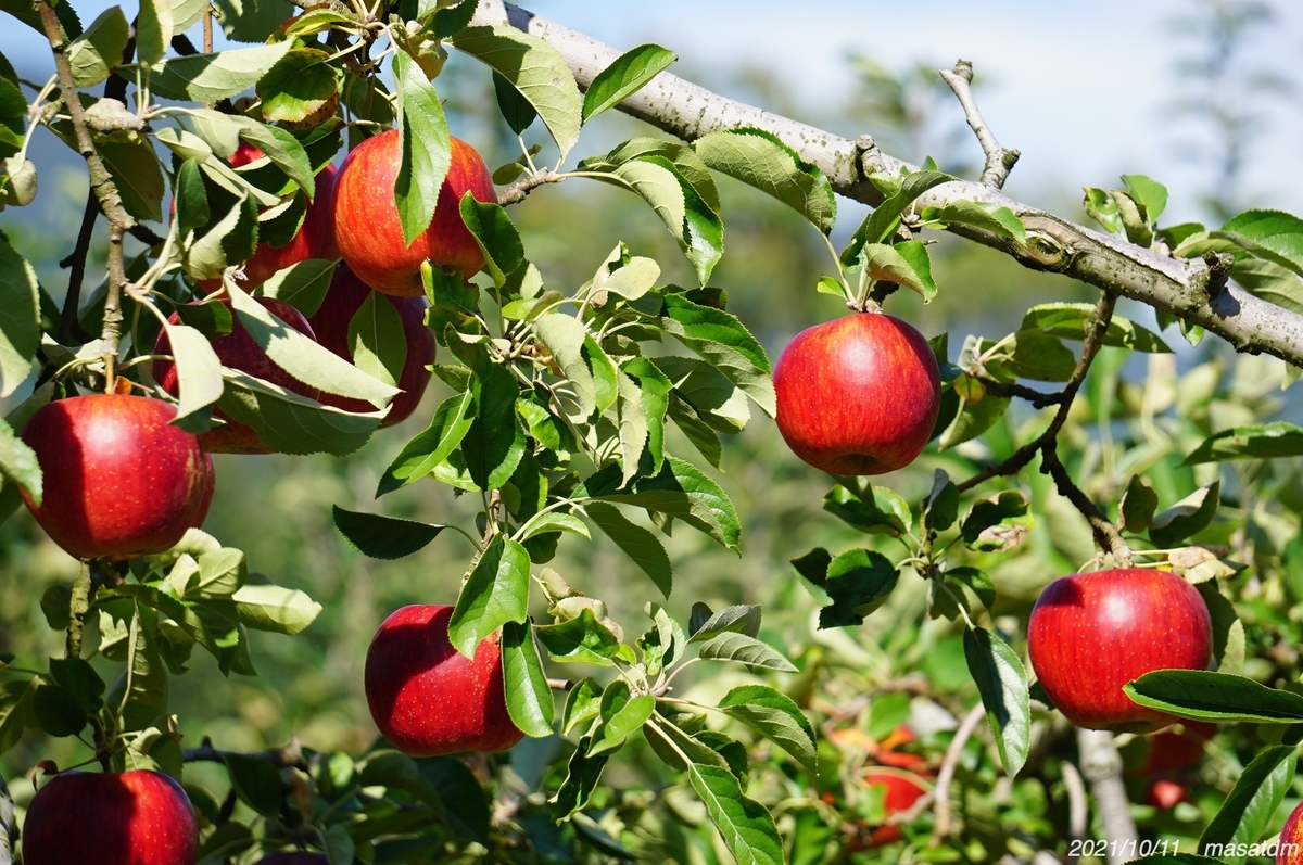 f:id:masatdm1951:20211011205728j:plain