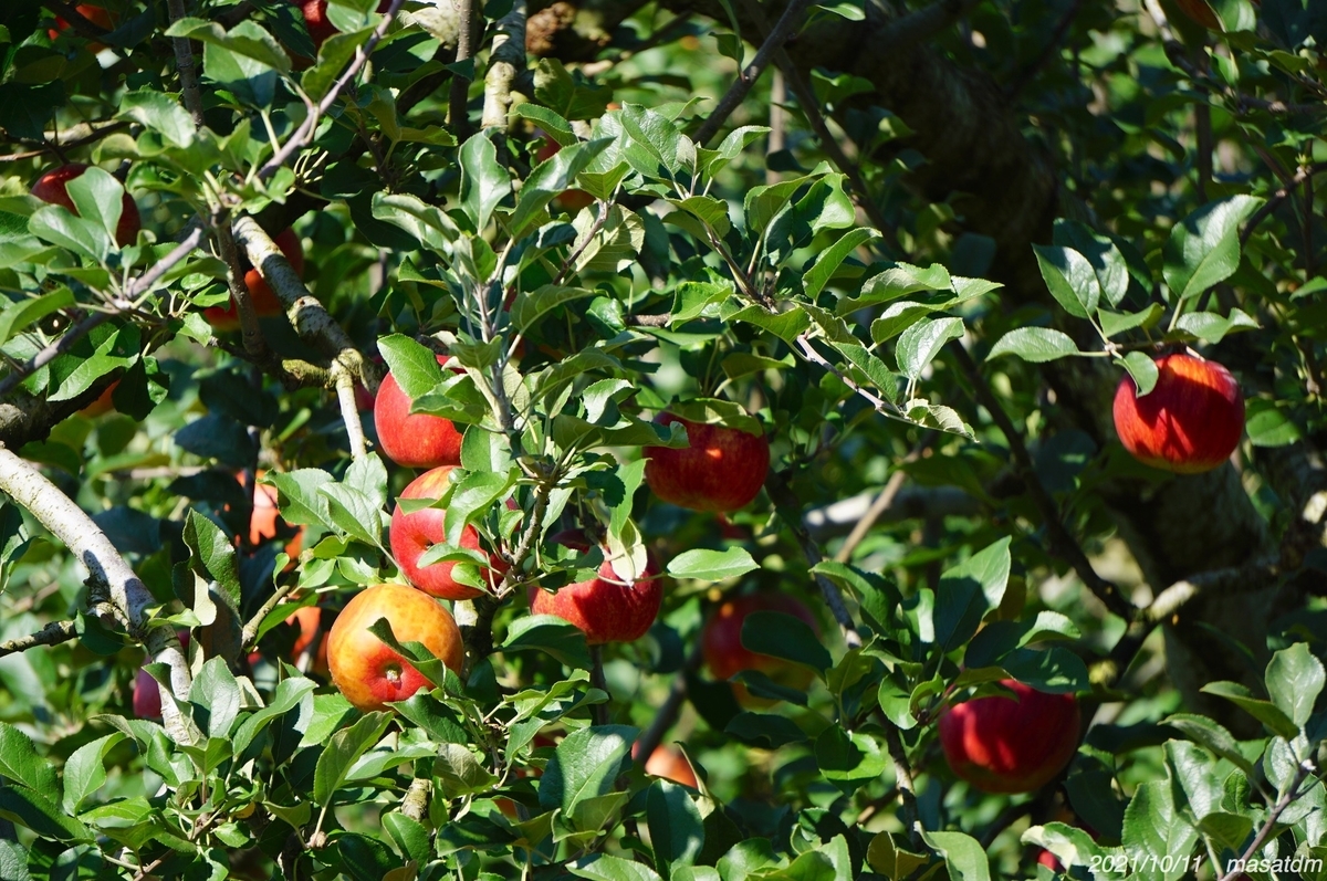 f:id:masatdm1951:20211011205734j:plain