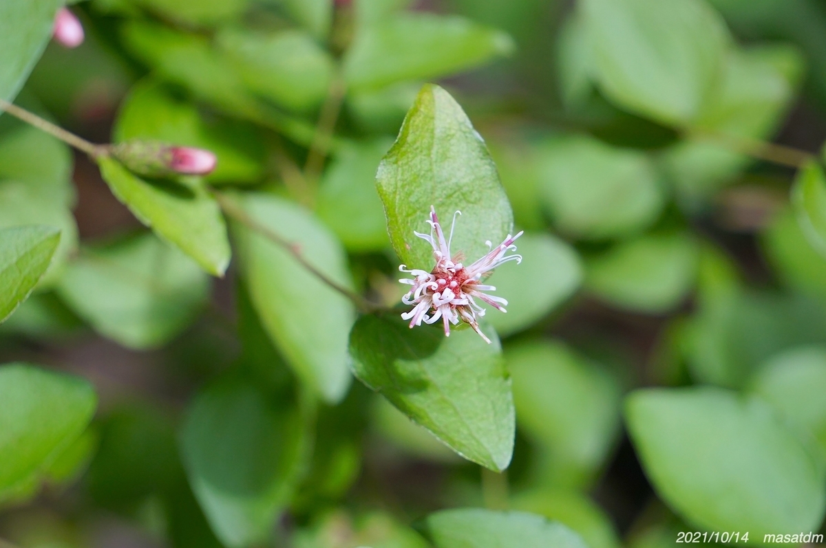 f:id:masatdm1951:20211014203307j:plain