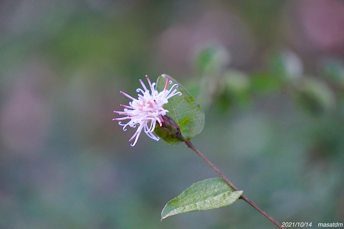 f:id:masatdm1951:20211014203322j:plain