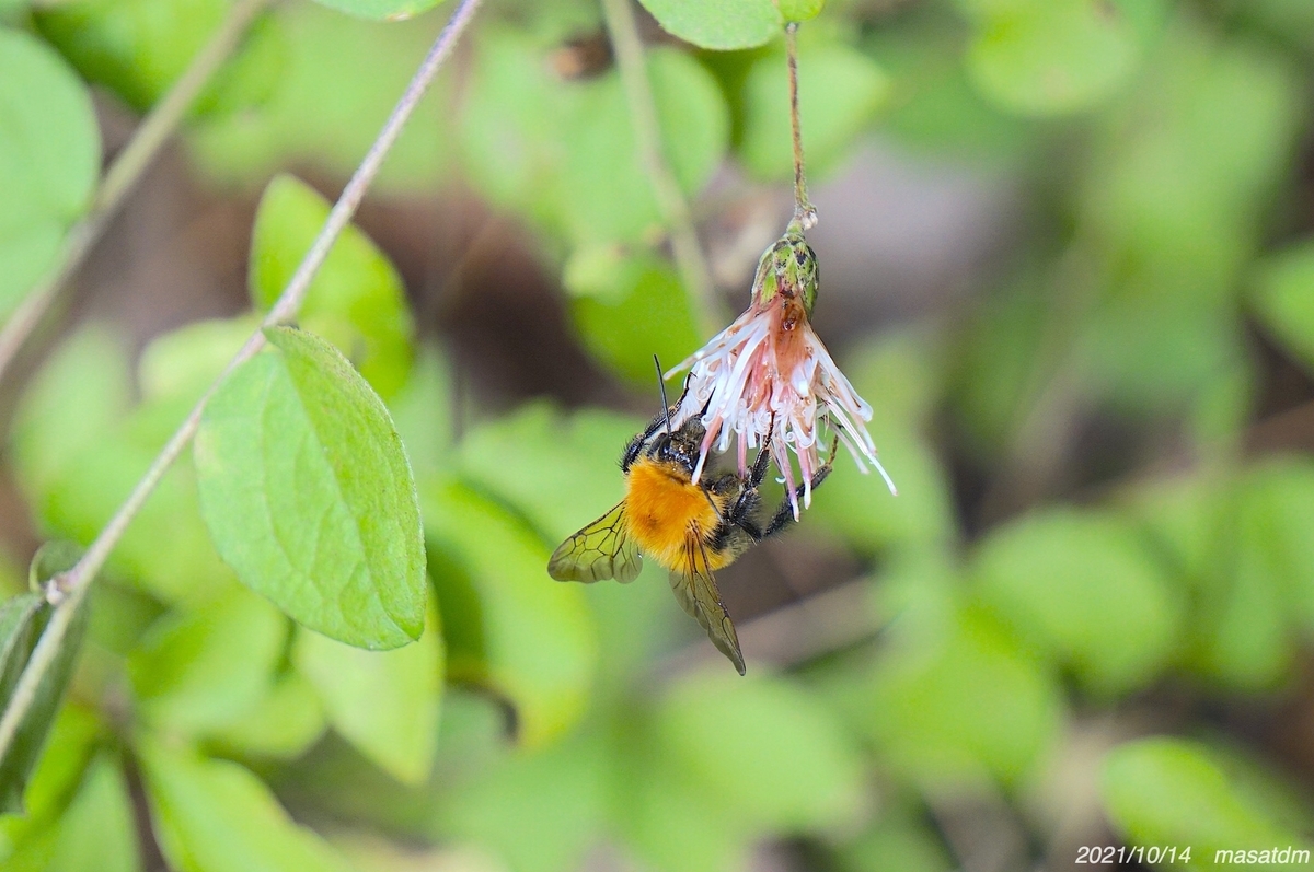 f:id:masatdm1951:20211014203334j:plain