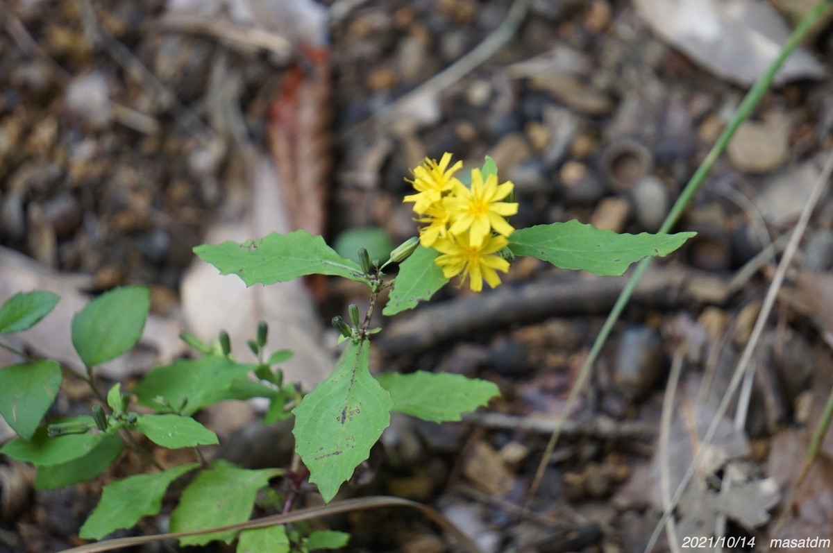 f:id:masatdm1951:20211014203348j:plain