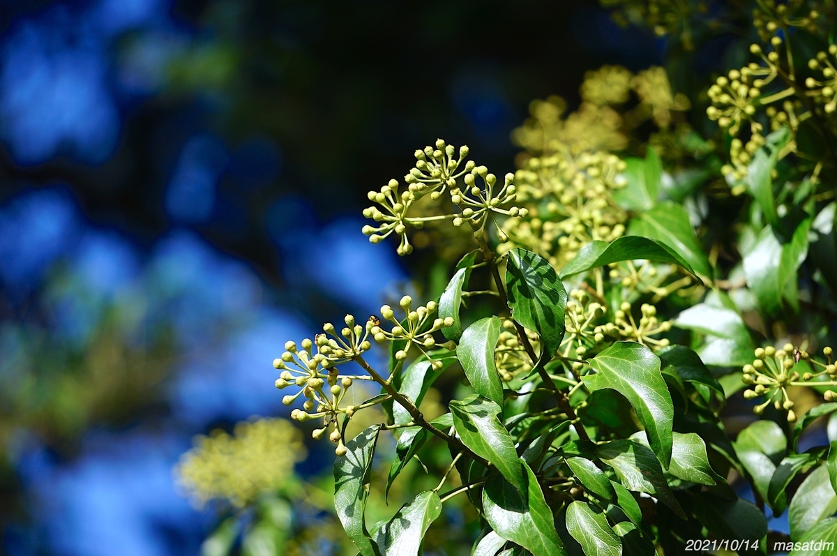 f:id:masatdm1951:20211014203443j:plain