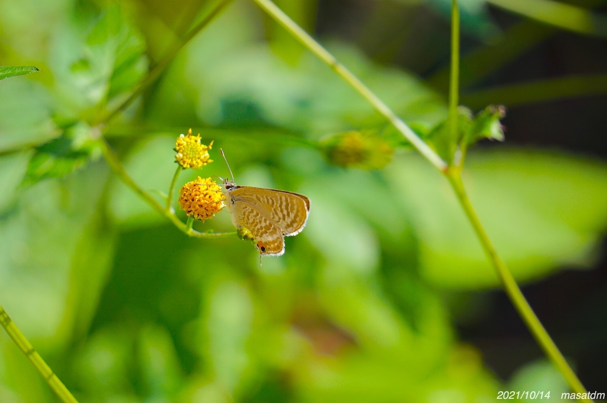 f:id:masatdm1951:20211014203813j:plain