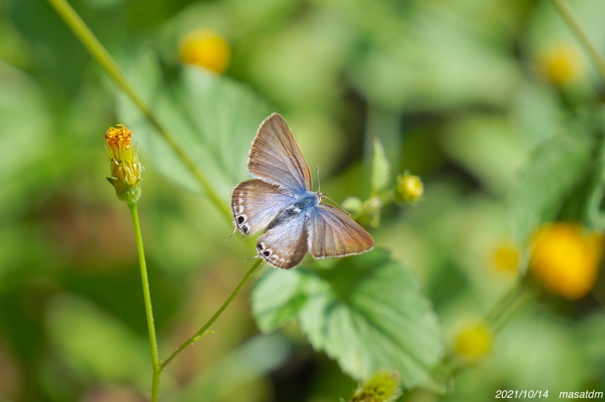 f:id:masatdm1951:20211014203847j:plain