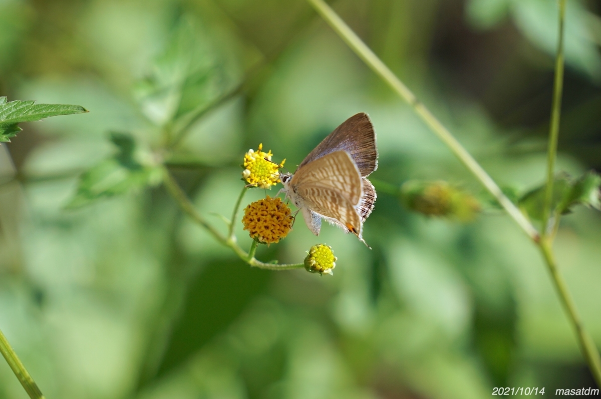 f:id:masatdm1951:20211014203856j:plain