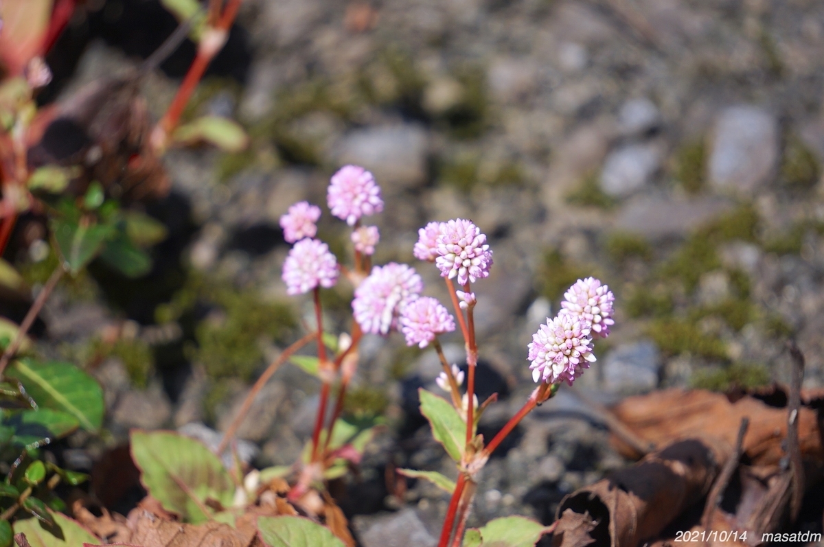 f:id:masatdm1951:20211014203932j:plain