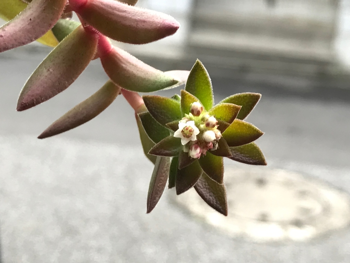 f:id:masatdm1951:20211018093916j:plain