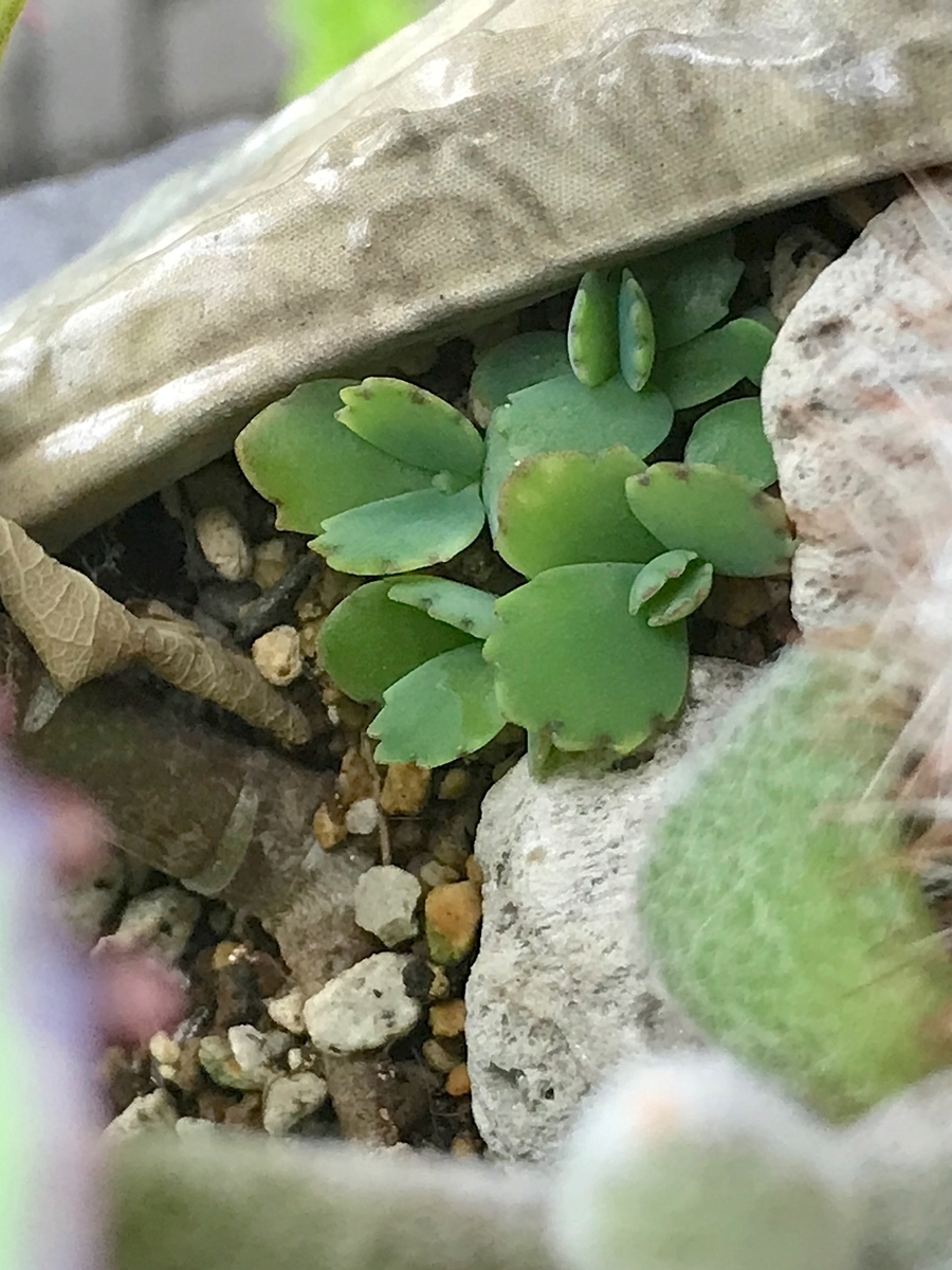 f:id:masatdm1951:20211018094237j:plain