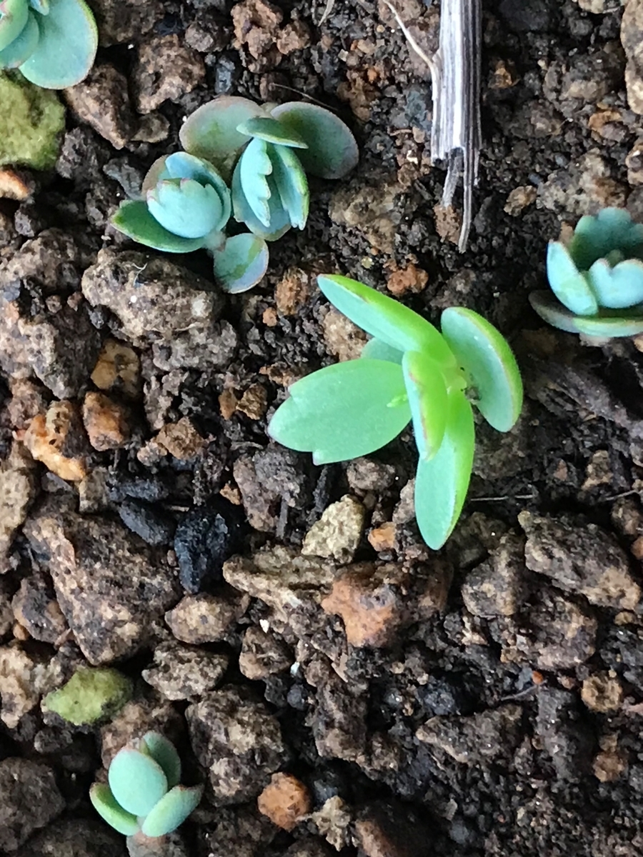 f:id:masatdm1951:20211018094254j:plain