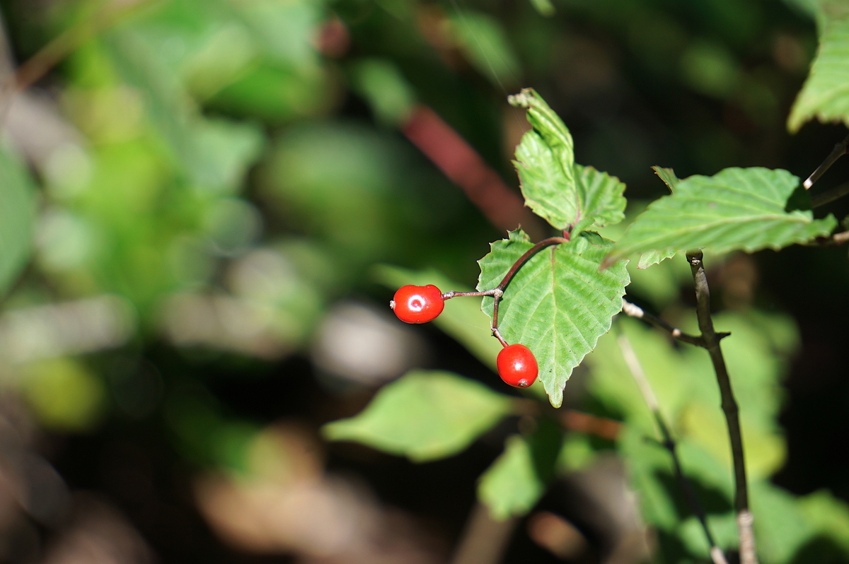 f:id:masatdm1951:20211020093402j:plain