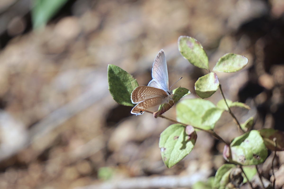 f:id:masatdm1951:20211020093505j:plain