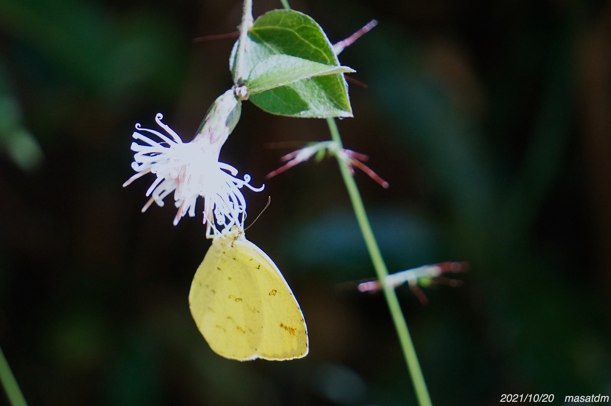 f:id:masatdm1951:20211020143901j:plain