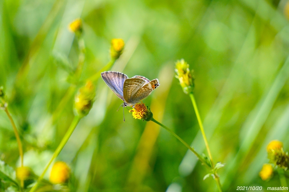 f:id:masatdm1951:20211020143939j:plain