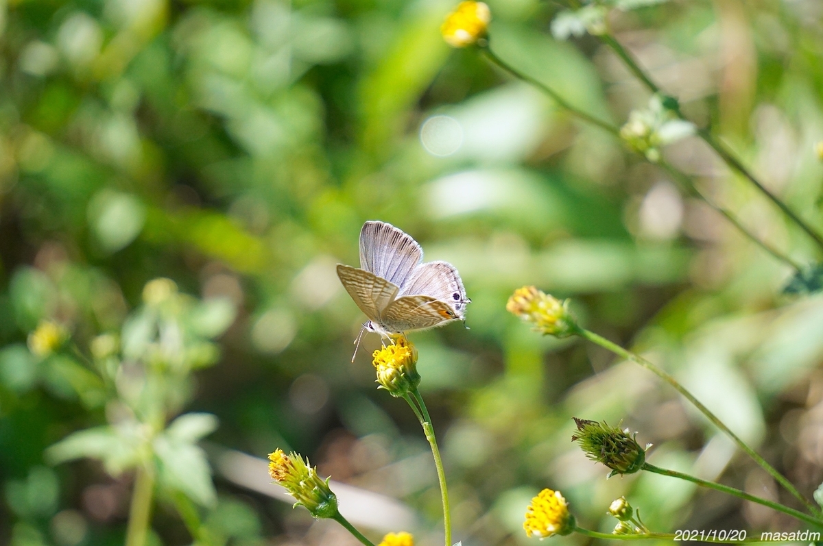 f:id:masatdm1951:20211020143954j:plain