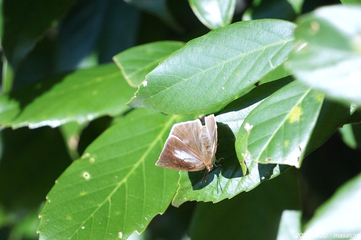 f:id:masatdm1951:20211020144027j:plain