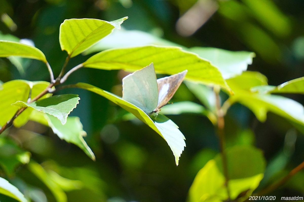 f:id:masatdm1951:20211020144056j:plain