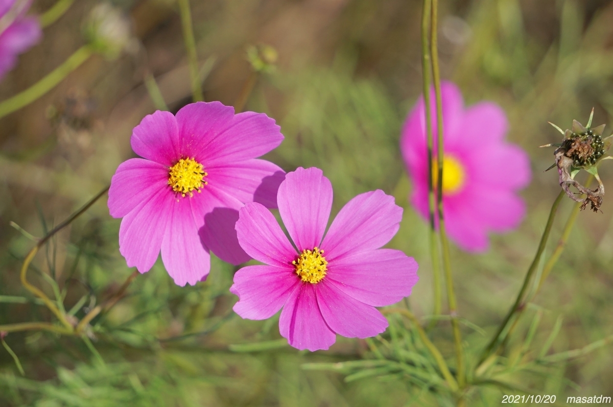 f:id:masatdm1951:20211020144120j:plain