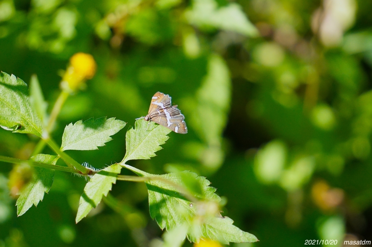 f:id:masatdm1951:20211020144154j:plain