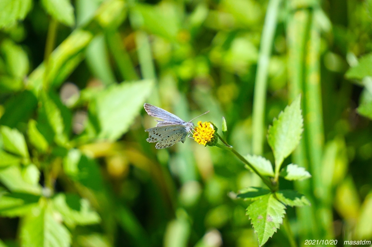 f:id:masatdm1951:20211020144244j:plain