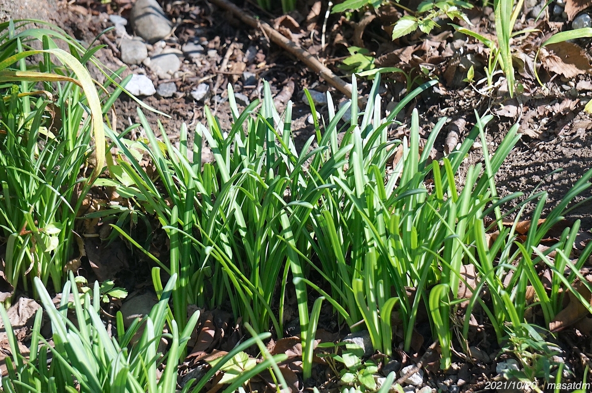 f:id:masatdm1951:20211020144249j:plain