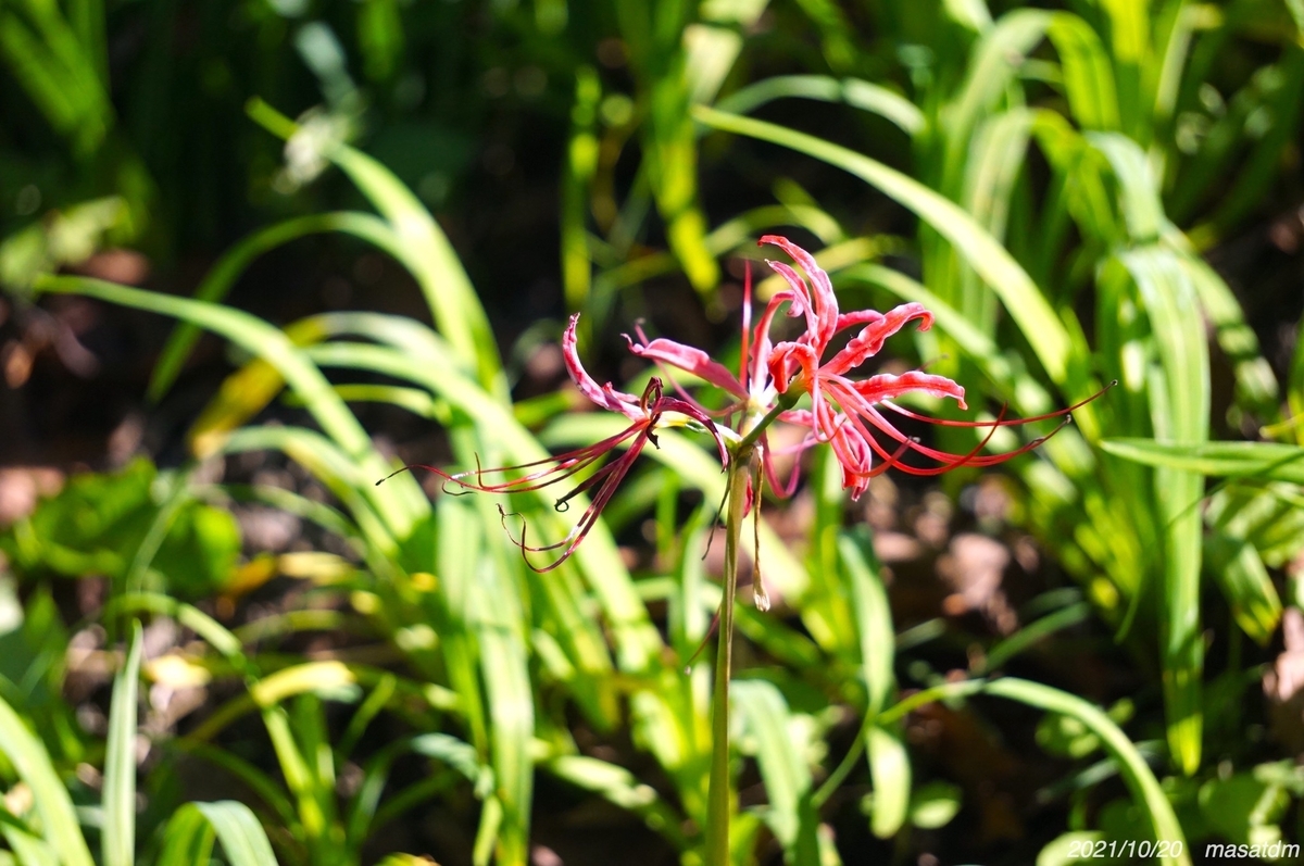 f:id:masatdm1951:20211020144255j:plain