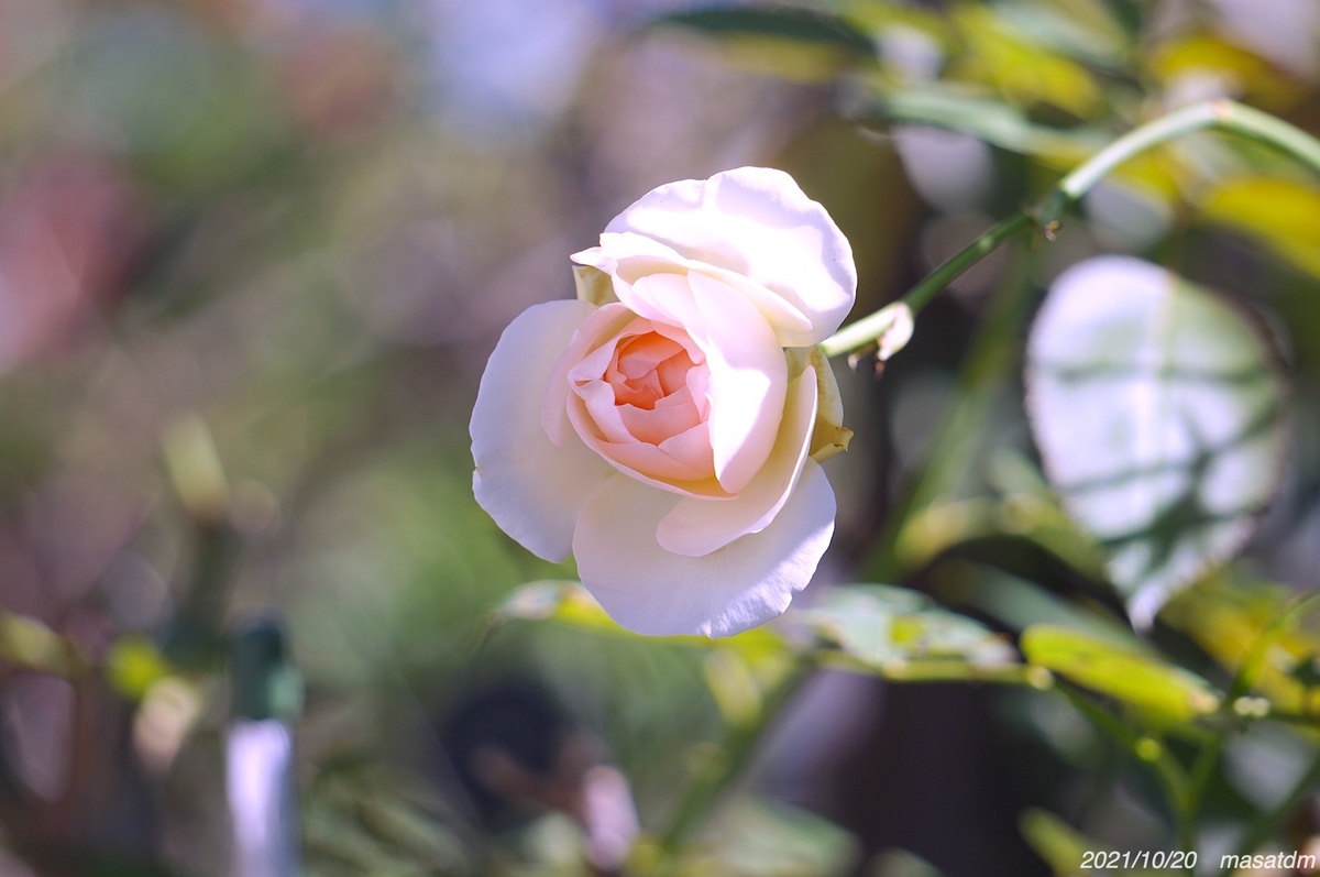 f:id:masatdm1951:20211020144258j:plain