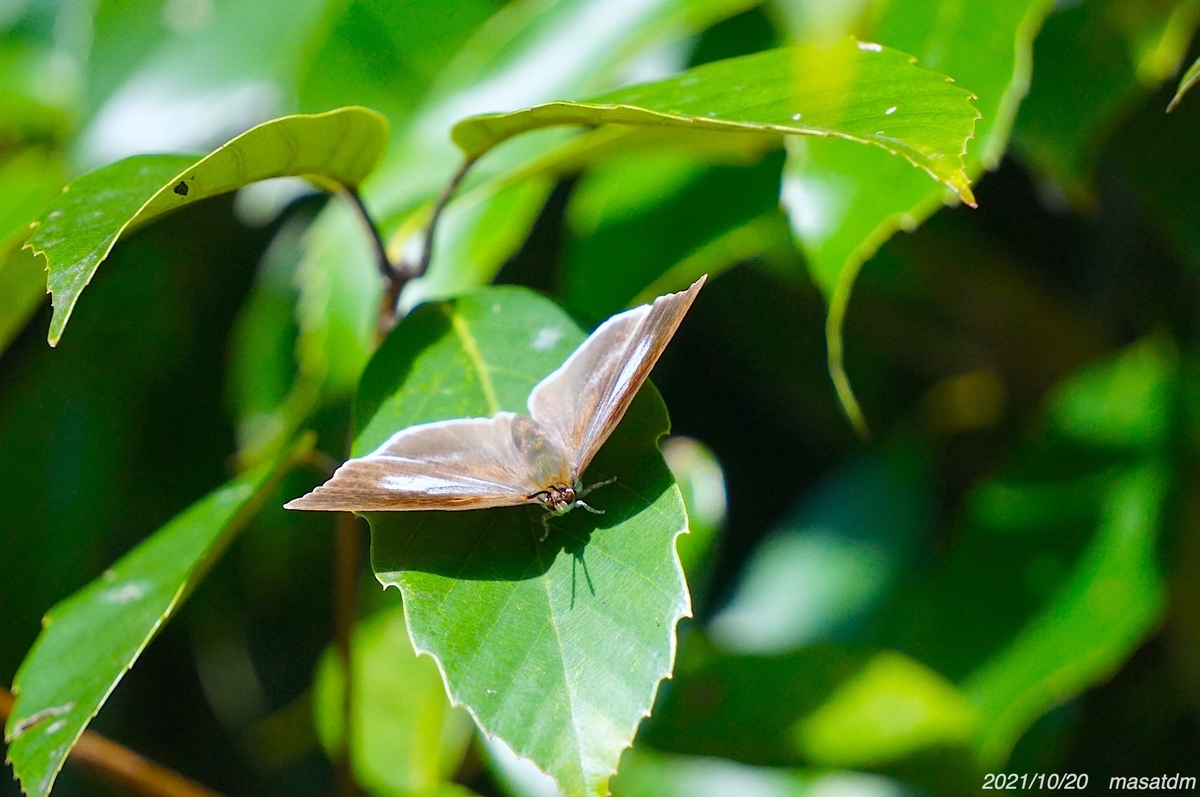 f:id:masatdm1951:20211020152940j:plain