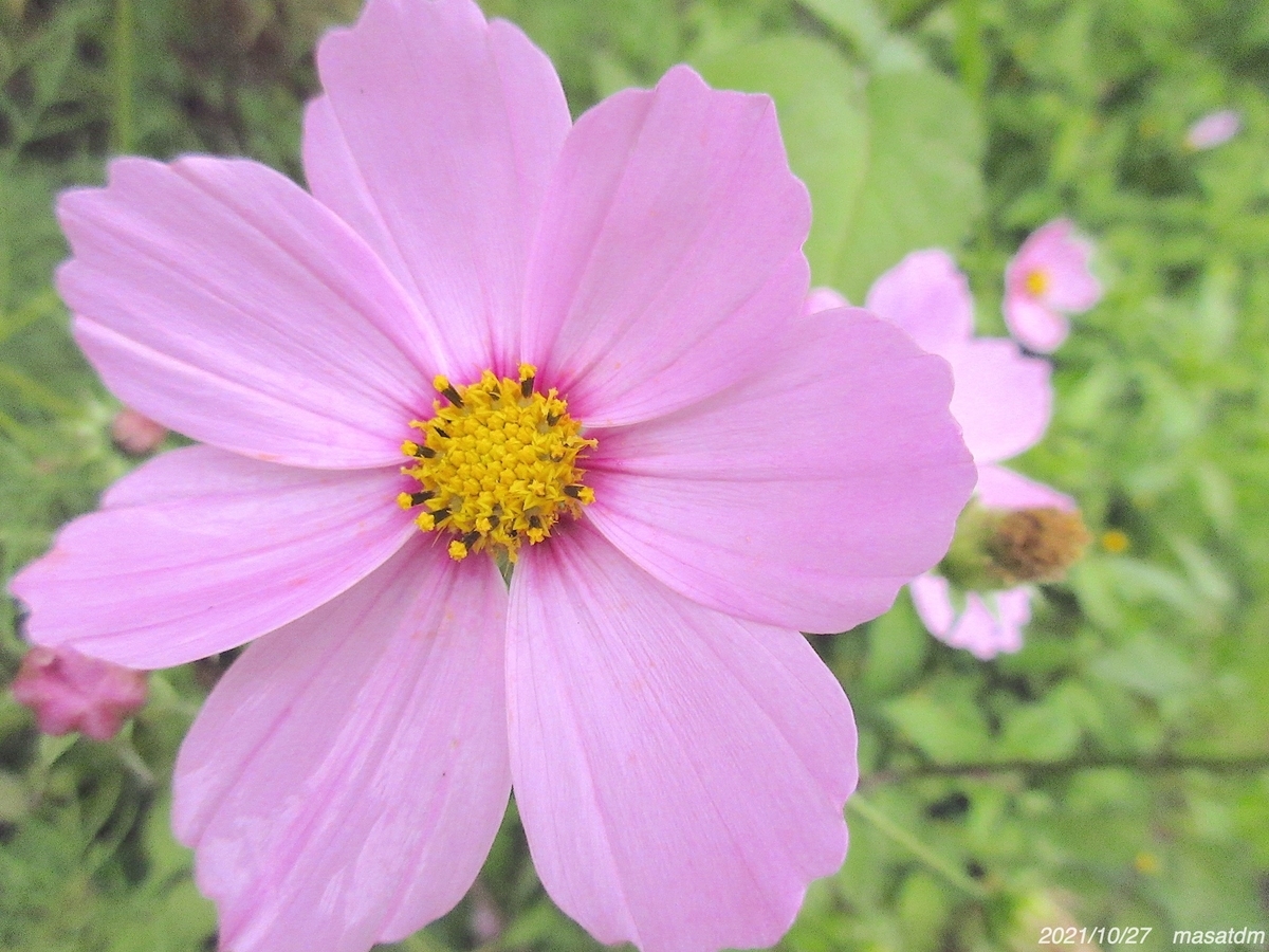 f:id:masatdm1951:20211027154131j:plain