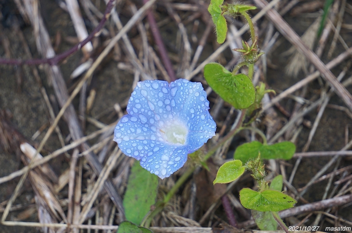 f:id:masatdm1951:20211027154145j:plain