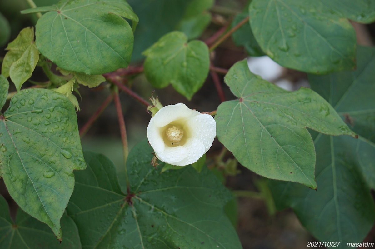 f:id:masatdm1951:20211027154206j:plain