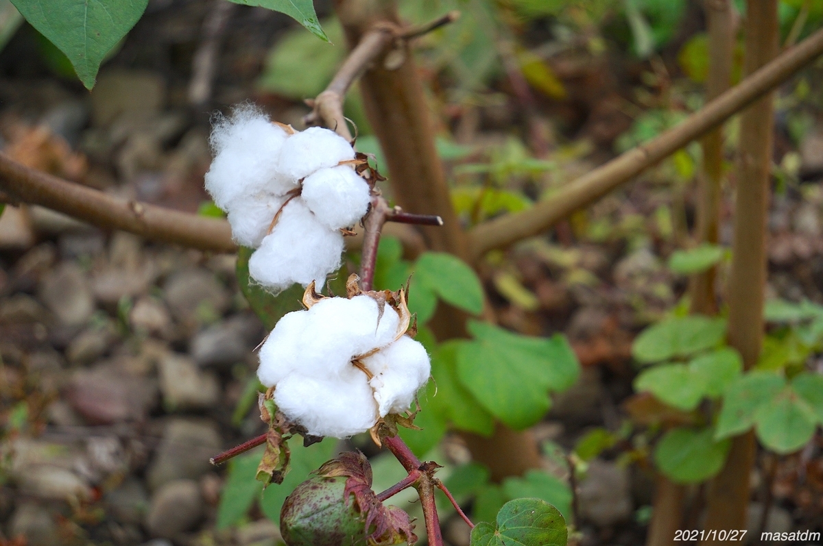 f:id:masatdm1951:20211027154218j:plain