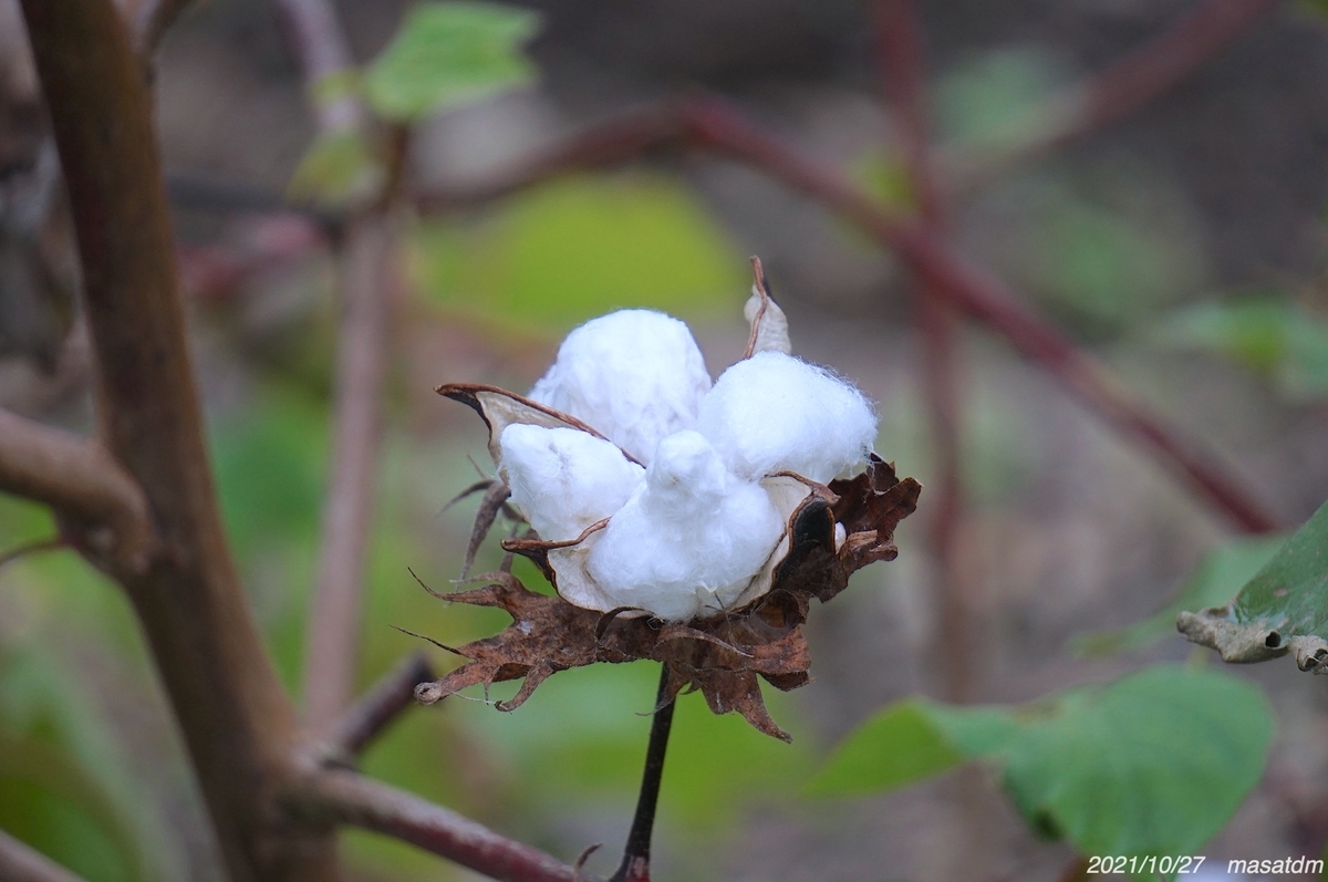 f:id:masatdm1951:20211027154223j:plain