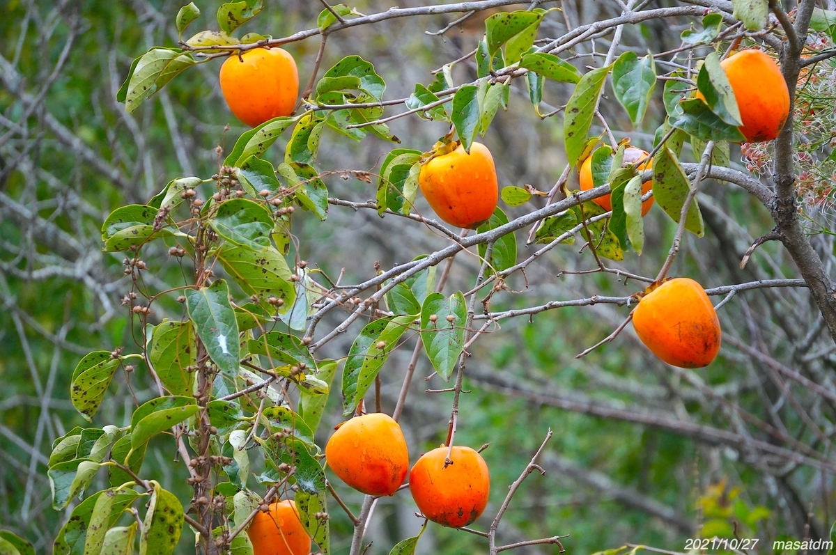 f:id:masatdm1951:20211027154229j:plain