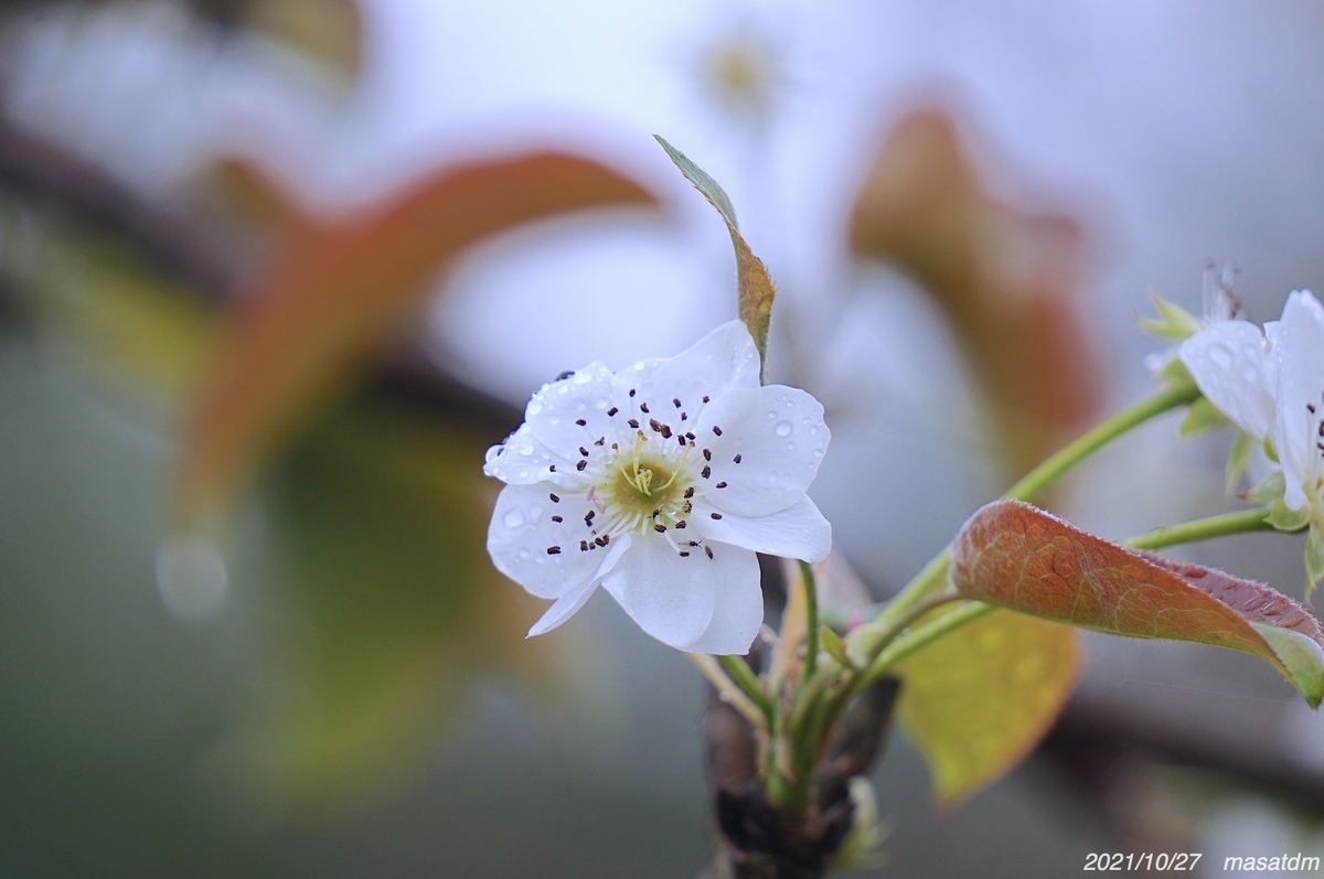 f:id:masatdm1951:20211027154249j:plain