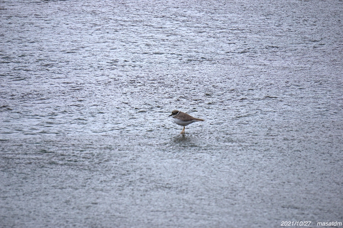 f:id:masatdm1951:20211027161525j:plain