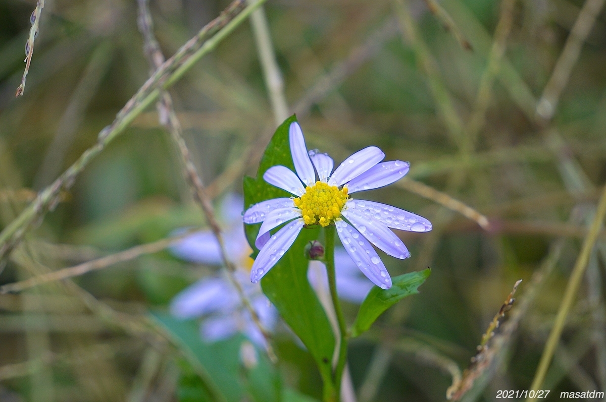 f:id:masatdm1951:20211027161645j:plain