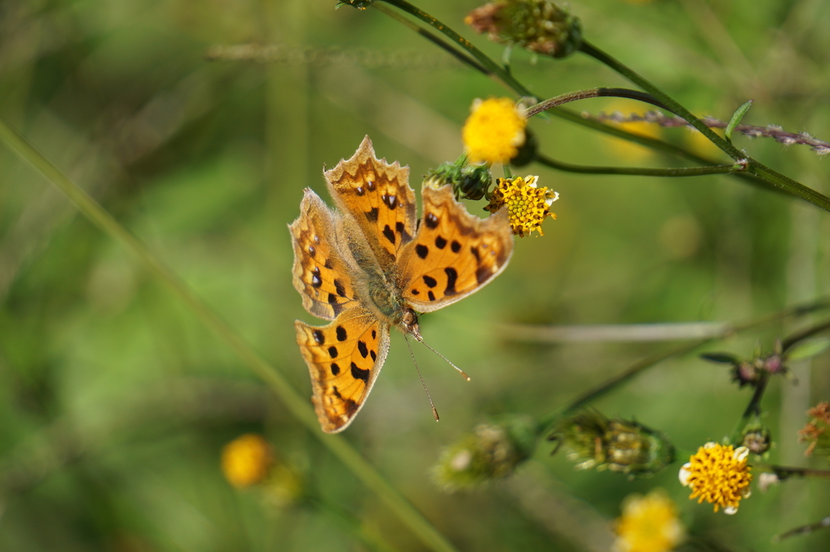 f:id:masatdm1951:20211028100614j:plain