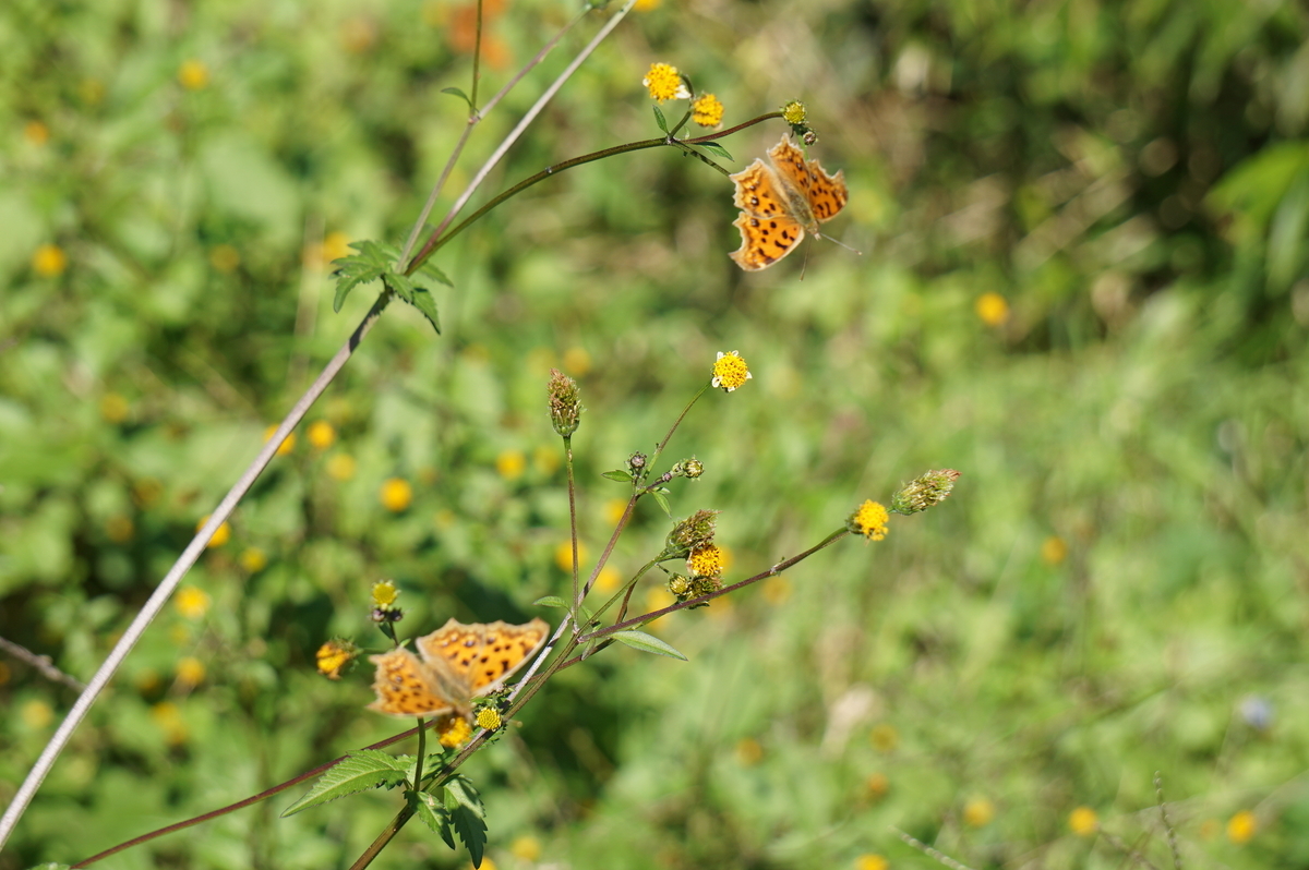 f:id:masatdm1951:20211028100936j:plain