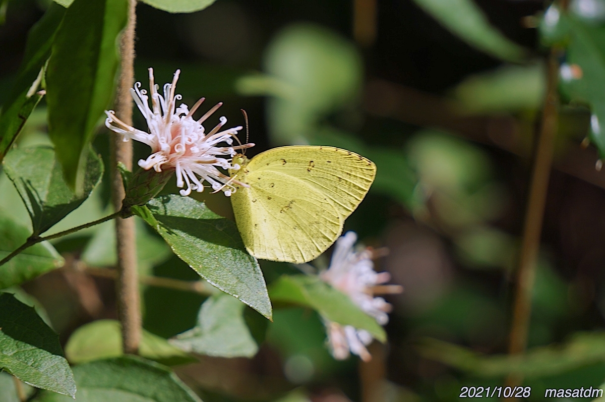 f:id:masatdm1951:20211028224557j:plain