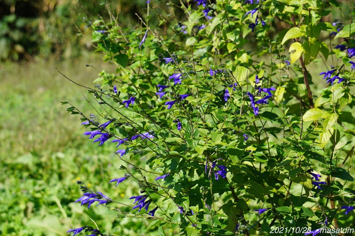 f:id:masatdm1951:20211028224652j:plain